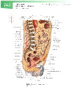 Sobotta  Atlas of Human Anatomy  Trunk, Viscera,Lower Limb Volume2 2006, page 249